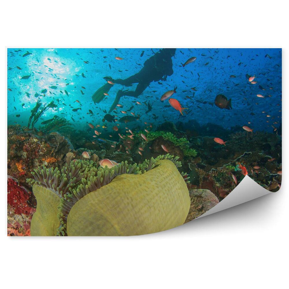 Fototapeta na zeď Potápěč podmořský svět ryby zvířata
