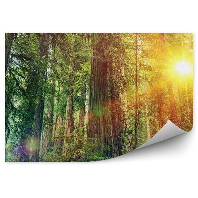 Fototapeta Lesní krajina slunce zelená příroda