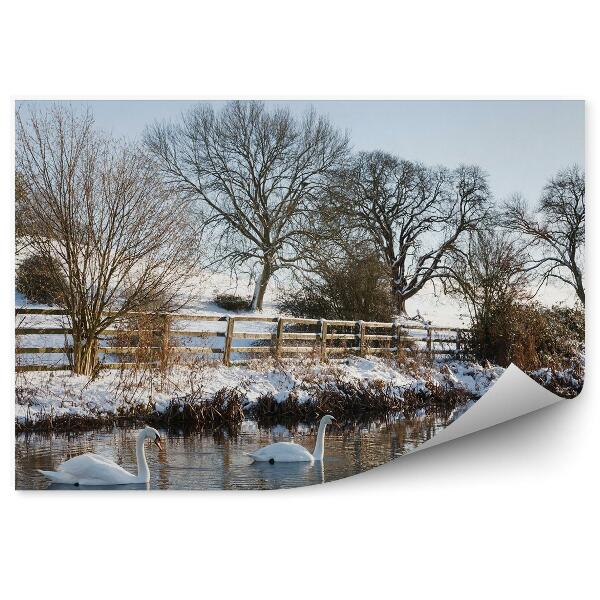 Fototapeta na zeď Labutě na rybníku v zamrzlé krajině