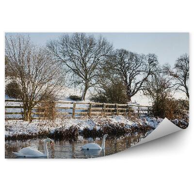 Fototapeta na zeď Labutě na rybníku v zamrzlé krajině