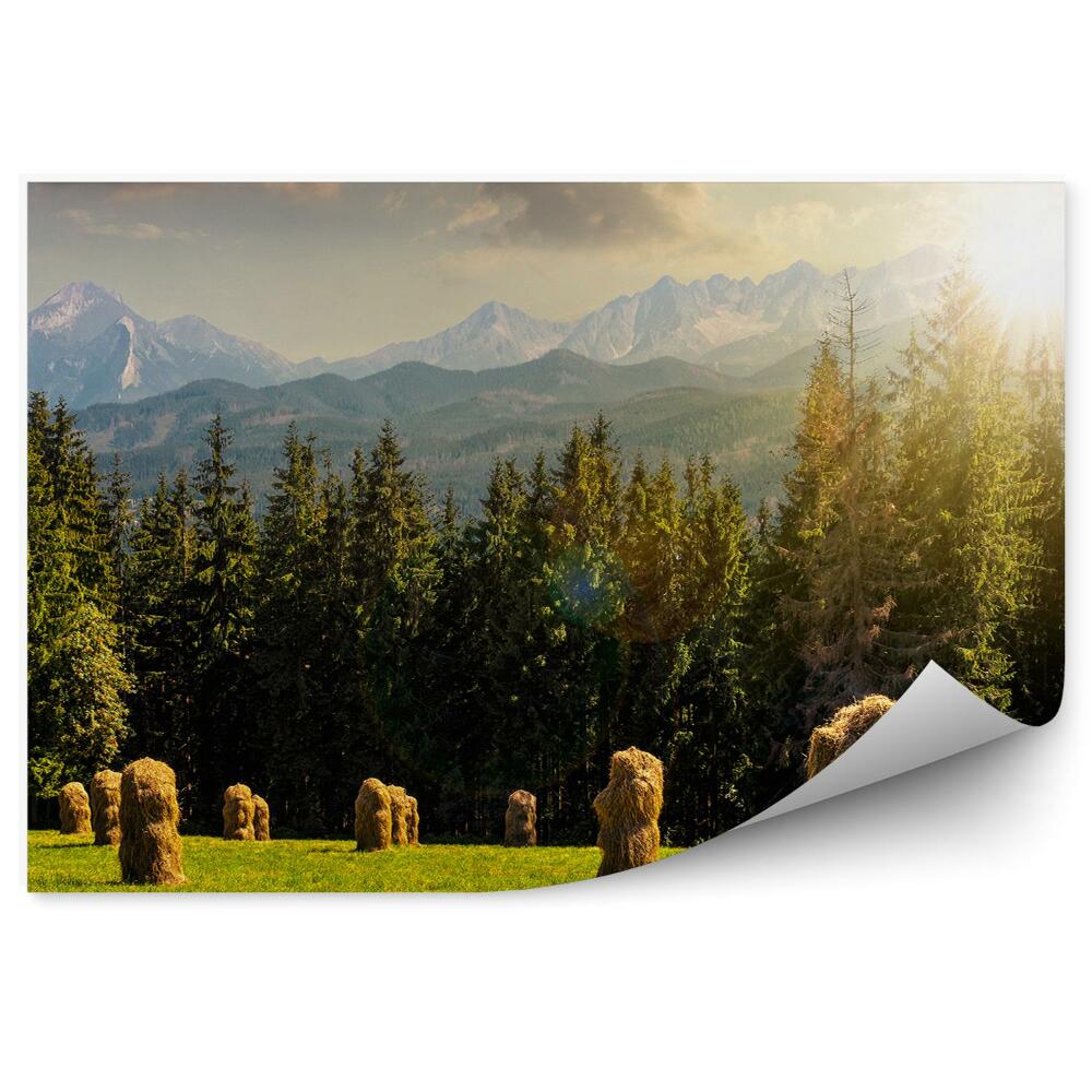 Fototapeta na zeď Jehličnatý les hory obloha mraky Tatry západ slunce