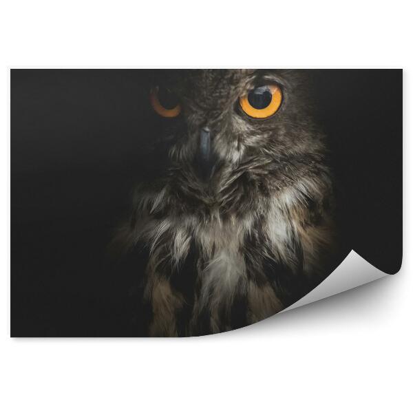 Fototapeta Sova pálená na černém pozadí
