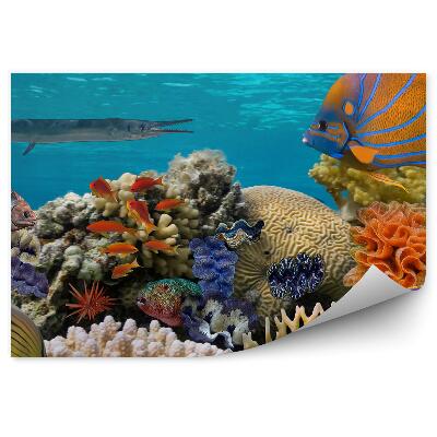Samolepící fototapeta Podvodní scéna z korálového útesu