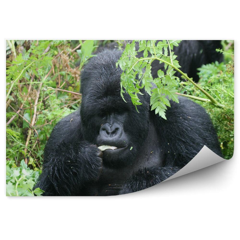 Fototapeta na zeď Gorila mezi rostlinami