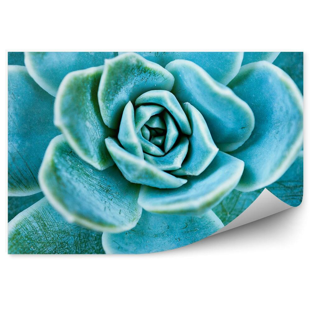 Samolepící fototapeta Closeup sukulentů se zelenými listy