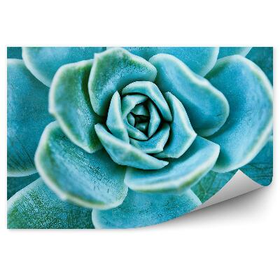 Samolepící fototapeta Closeup sukulentů se zelenými listy