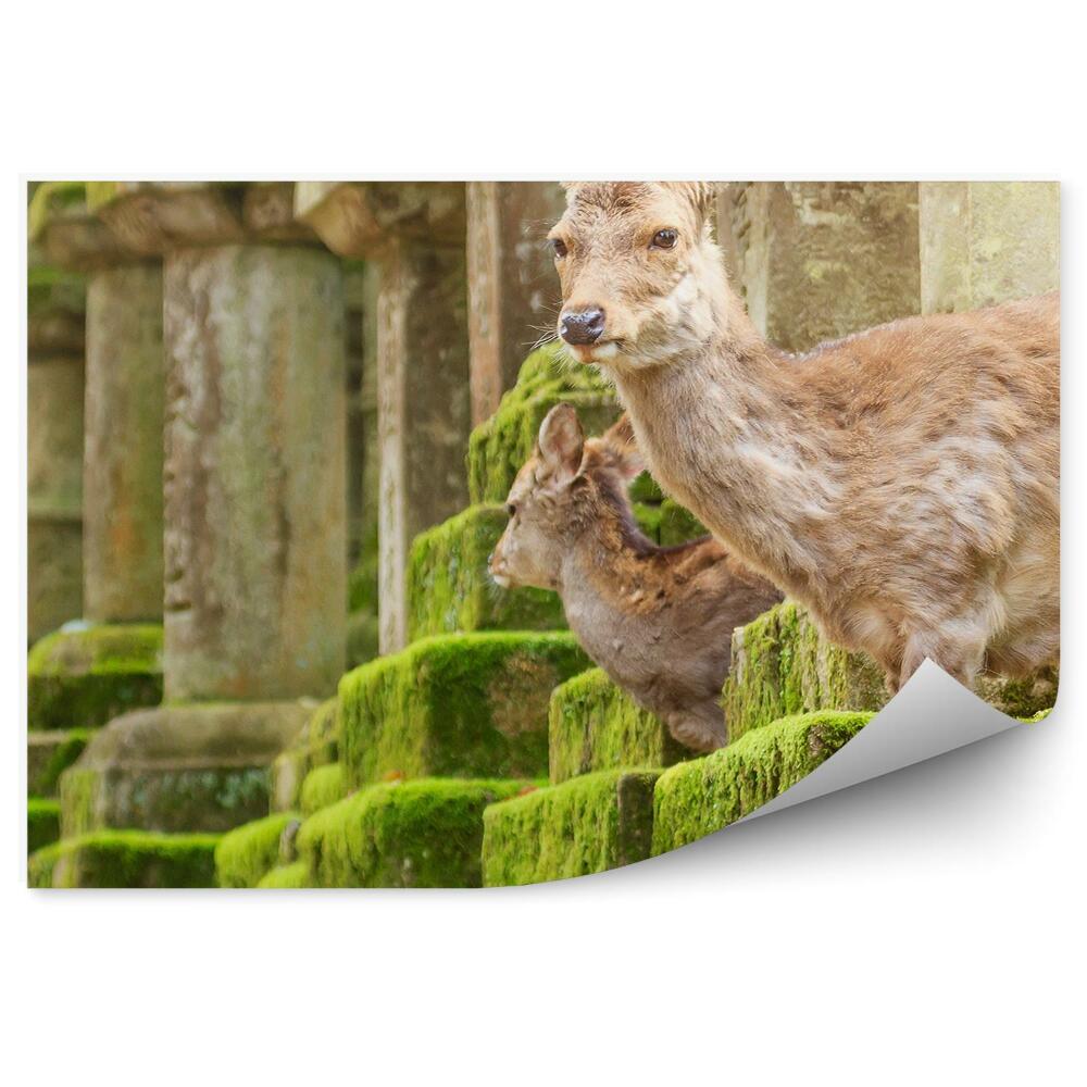 Fototapeta Park mladých jelenů Japonsko