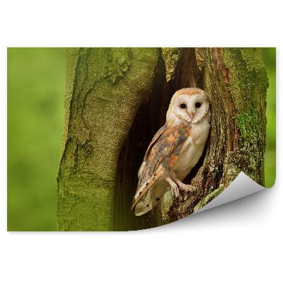 Fototapeta na zeď Sova pálená v dutině