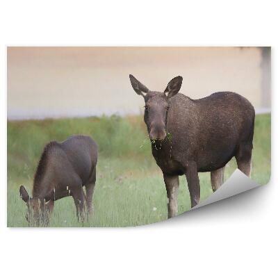 Fototapeta Losice s mláďaty na louce