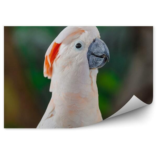 Samolepící fototapeta Růžový kakadu