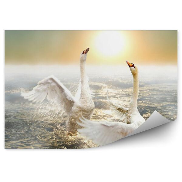 Fototapeta Tančící labutě na vlnách
