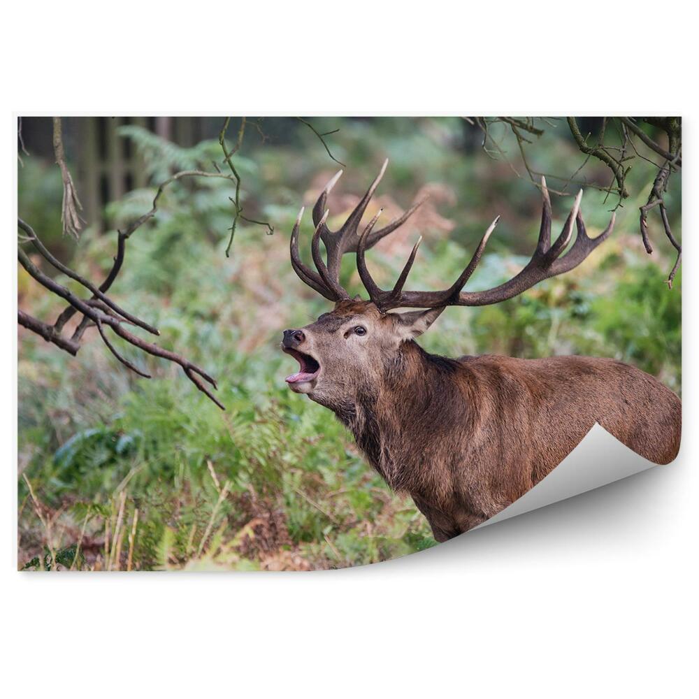 Fototapeta na zeď Řvoucí jelen mezi kapradím