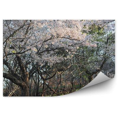 Fototapeta na zeď Třešně květiny alej trávy