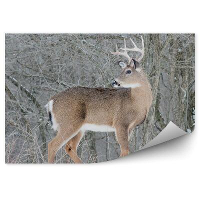 Samolepící fototapeta Jelen v zimním lese