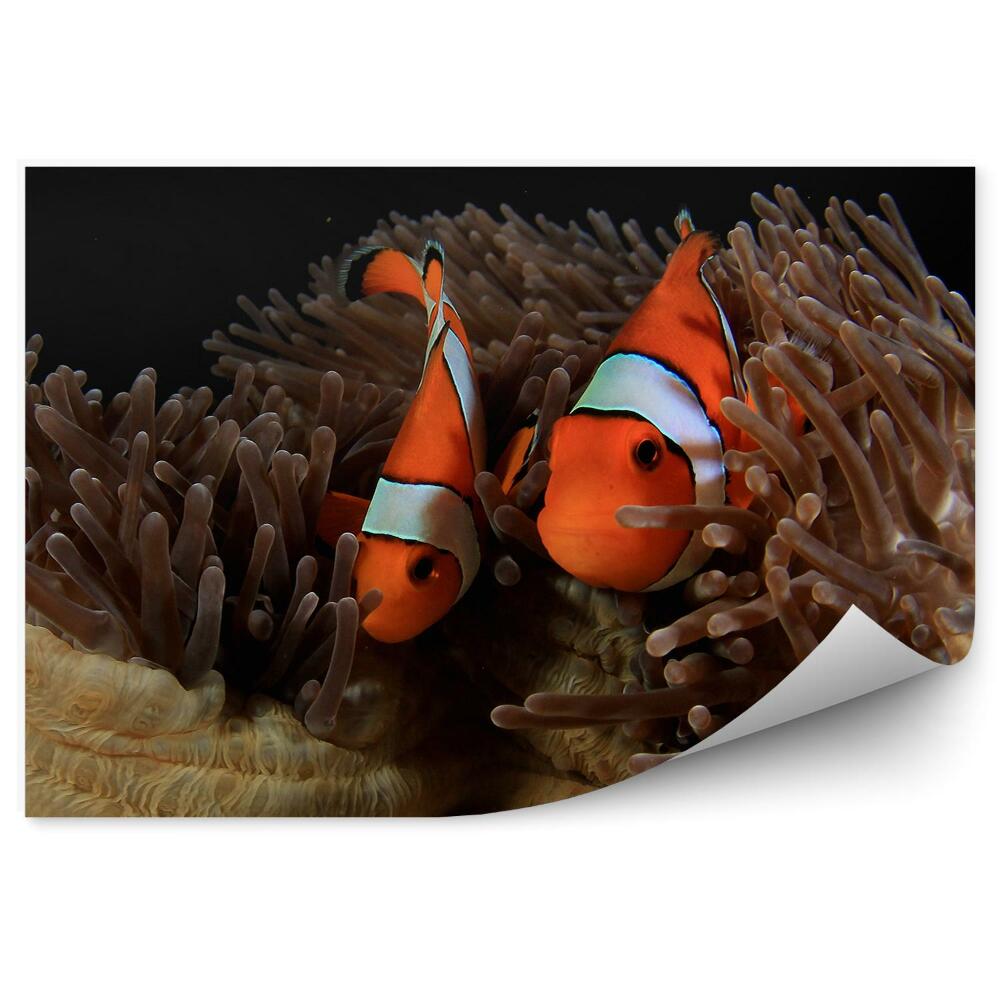 Fototapeta na zeď Klauni mezi sasankami