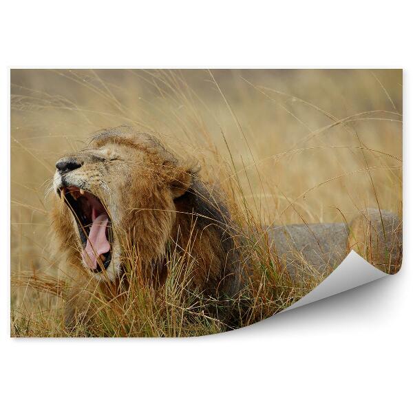 Fototapeta na zeď Lev zívající mezi travinami