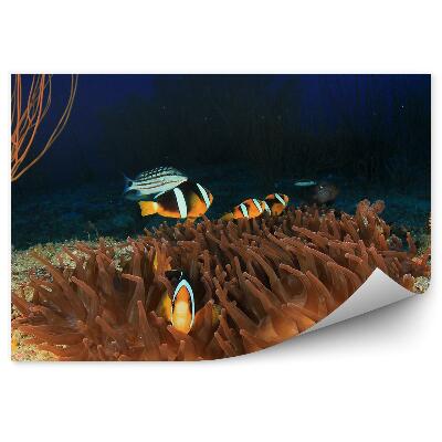 Samolepící fototapeta Sasanky a klauni na útesech