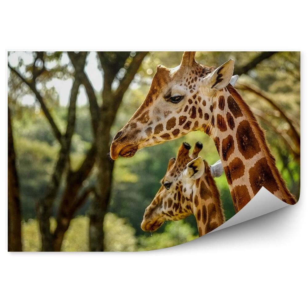 Samolepící fototapeta Keňa zvířata žirafy vegetace zeleň