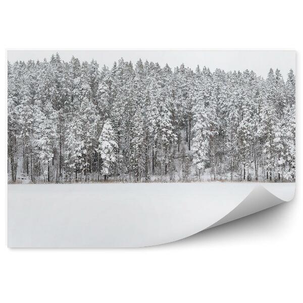 Fototapeta na zeď Les zimní sníh pohled na oblohu