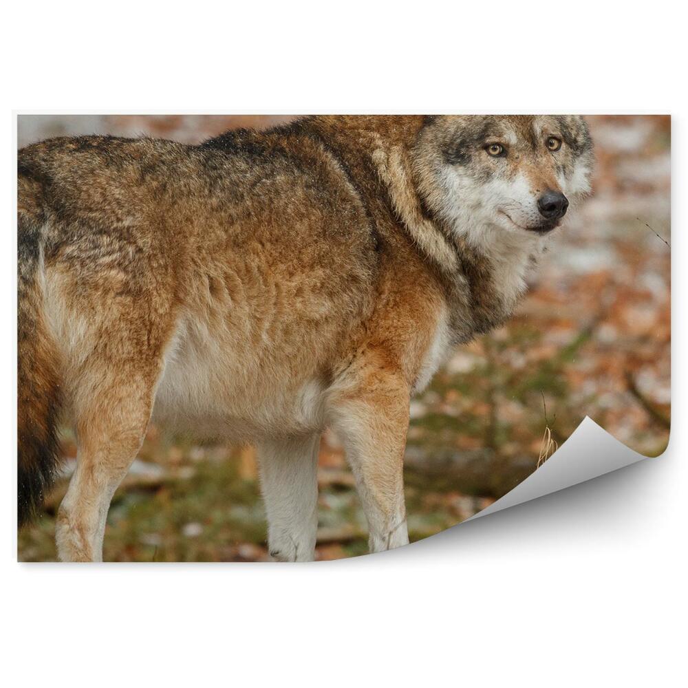 Samolepící fototapeta Evropský vlk les tráva příroda
