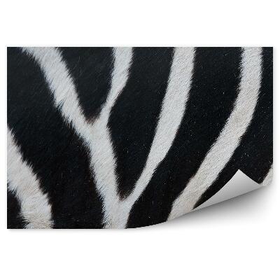 Fototapeta Černobílé pruhy zebří kožešina