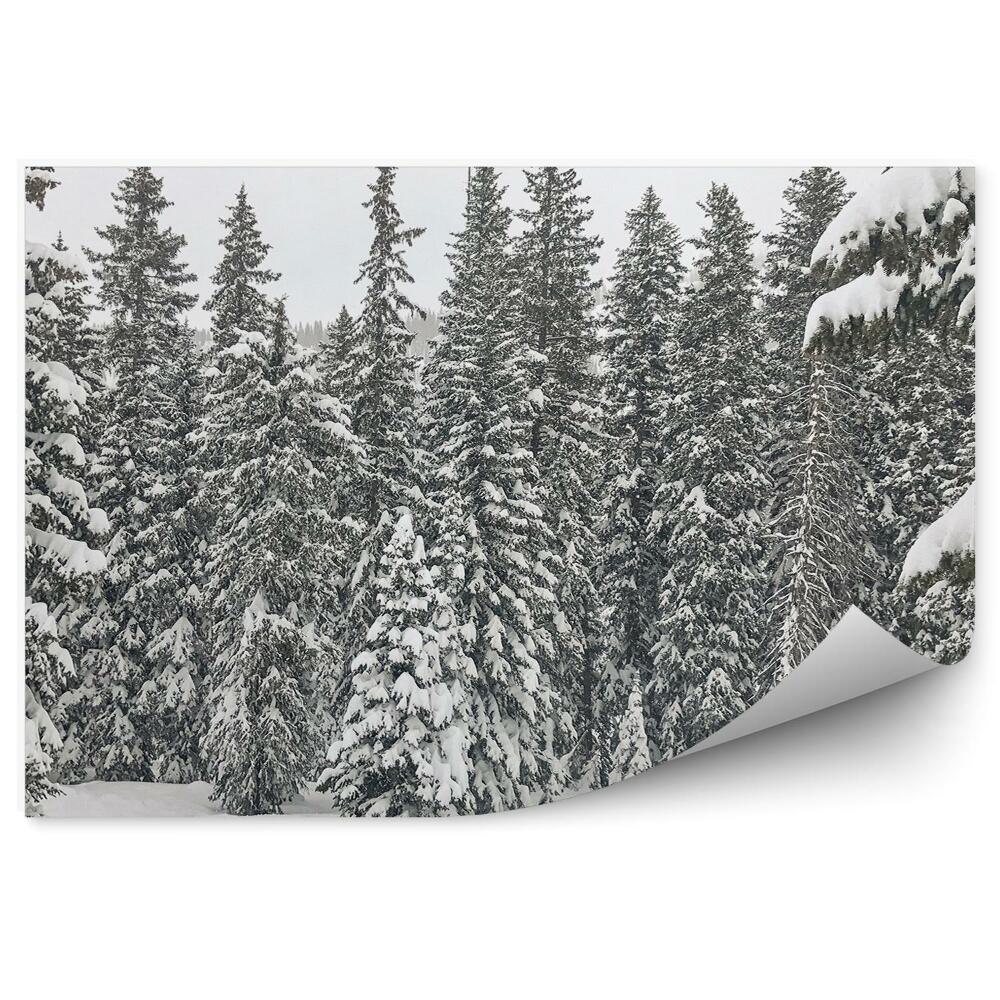 Fototapeta Sněhové Jehličí