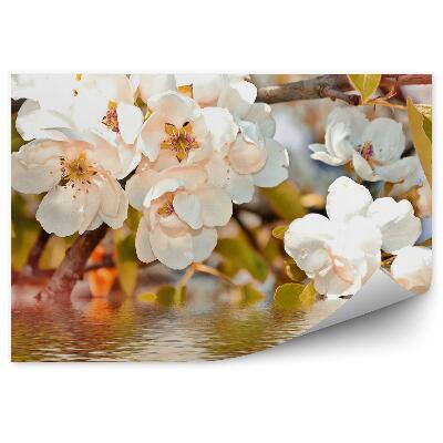 Fototapeta Bílé květy větev voda jablko listy