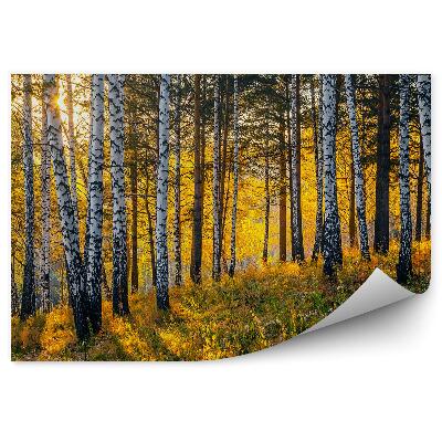 Fototapeta Podzimní březový les