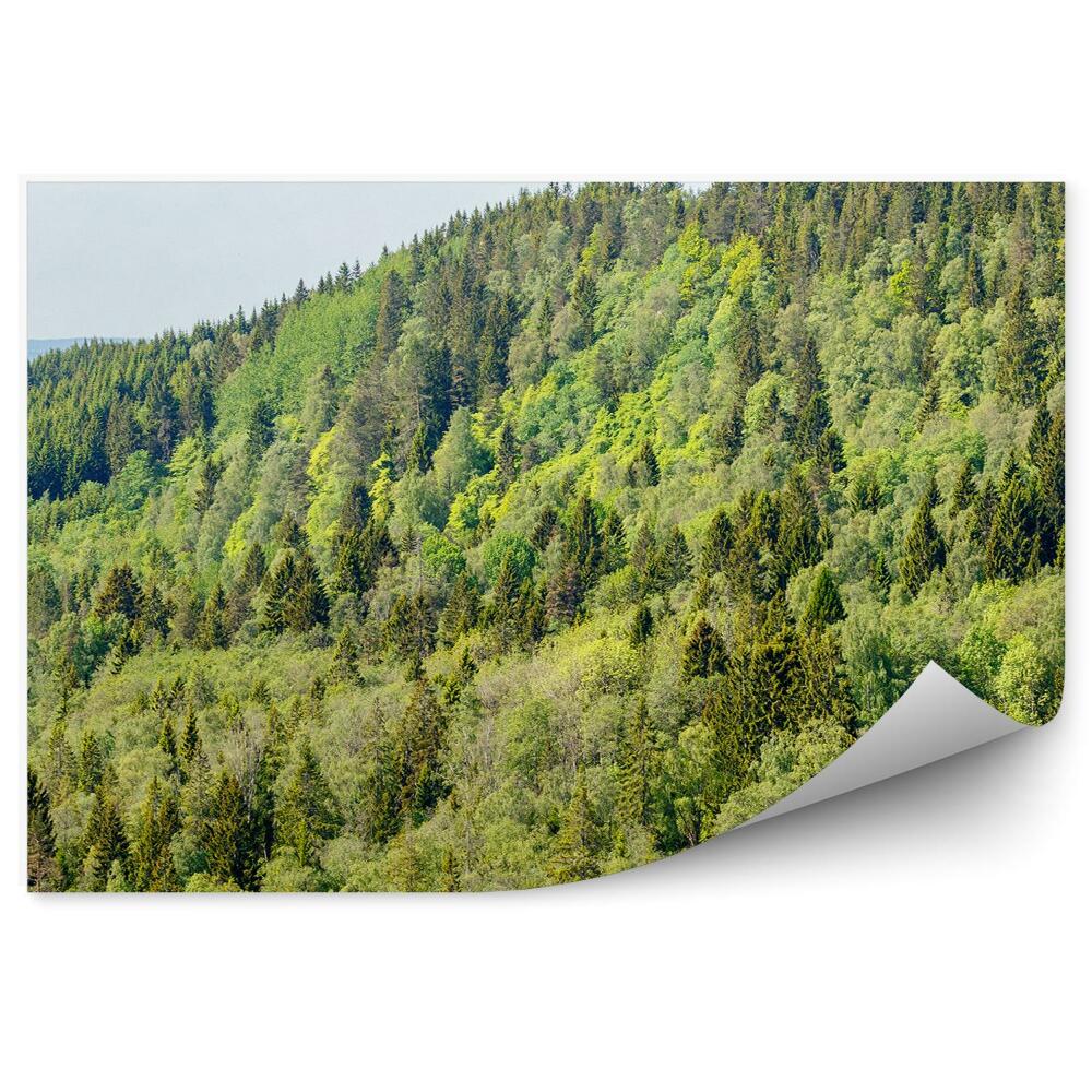 Samolepící fototapeta Jehličnatý les hory