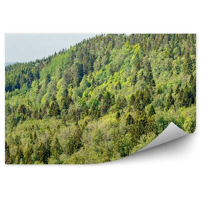 Samolepící fototapeta Jehličnatý les hory