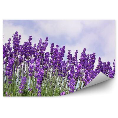 Fototapeta Mraky obloha západ slunce