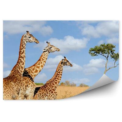 Fototapeta Vegetace příroda Keňa Afrika žirafy