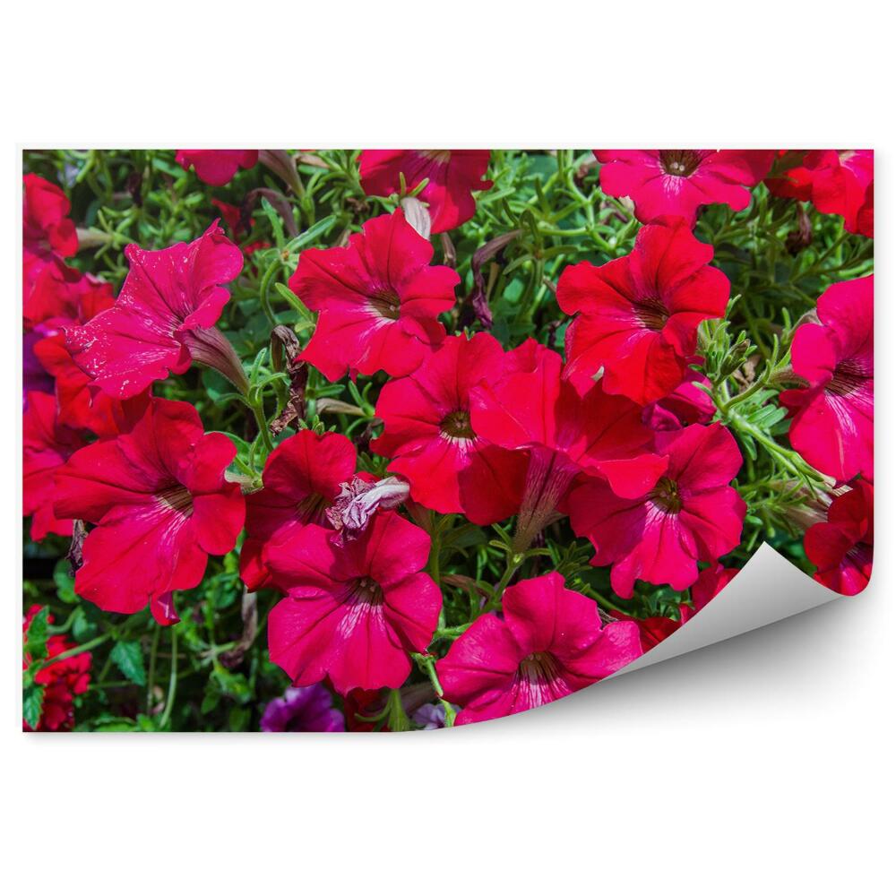 Fototapeta na zeď Petúnie kvetou barevné květiny zahrada