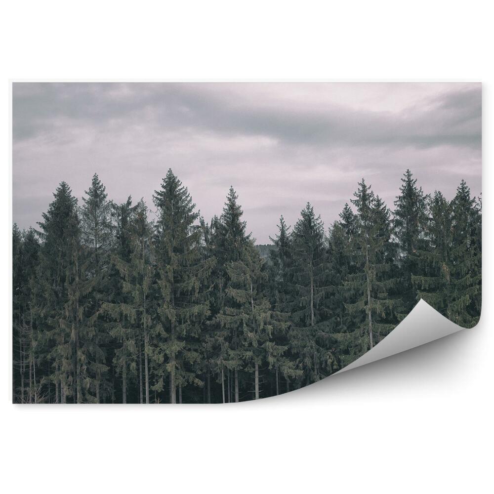 Fototapeta Jehličnatý les mraky