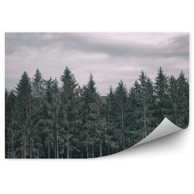 Fototapeta Jehličnatý les mraky