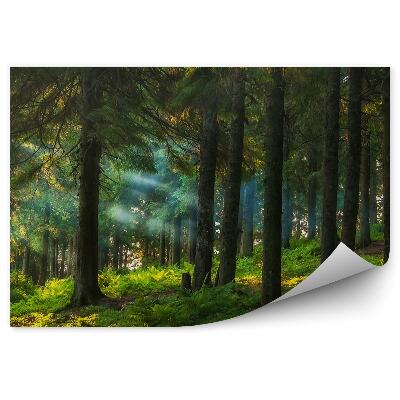 Samolepící fototapeta Jehličnatý les slunečné kapradiny