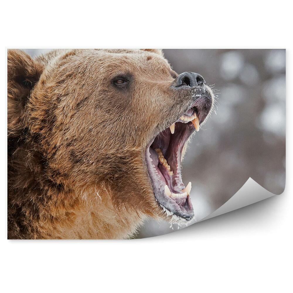 Fototapeta Zuřivý medvěd grizzly
