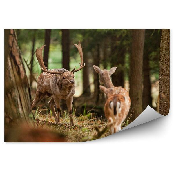 Fototapeta na zeď Jelen mezi stromy