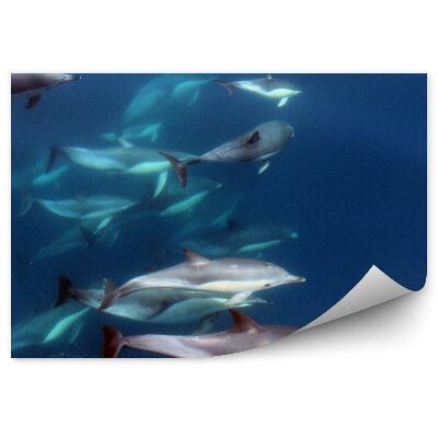Fototapeta na zeď Hejno delfínů v oceánu