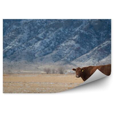 Fototapeta Kráva louka suché trávy hory