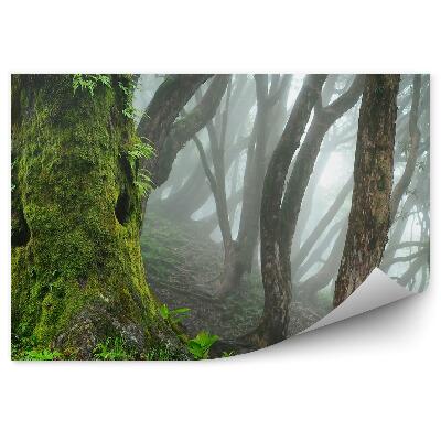 Fototapeta na zeď Nepálská džungle mlha