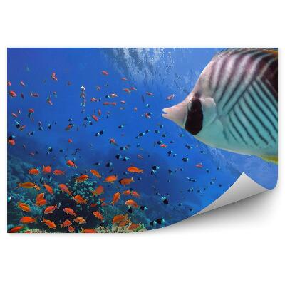 Fototapeta Tropické ryby a želva