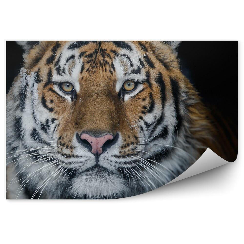 Fototapeta na zeď Amurský tygr