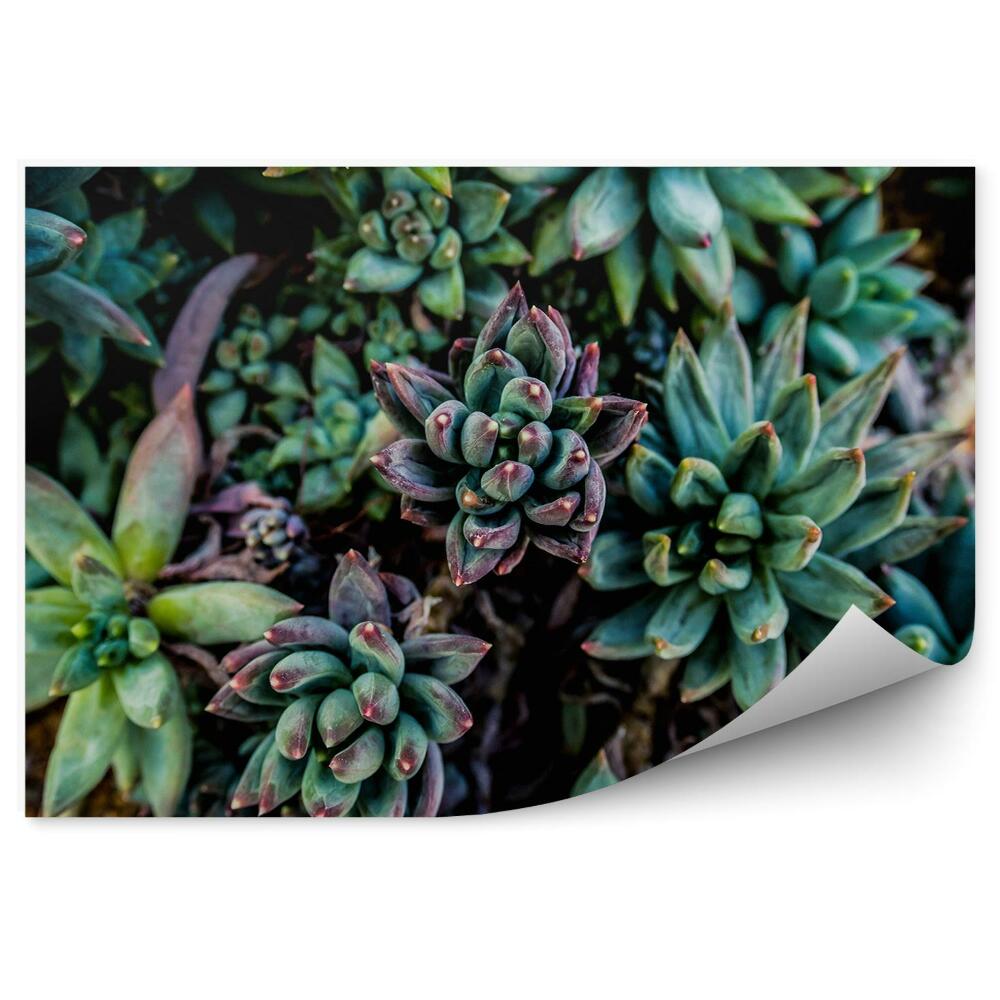 Fototapeta Zelené pozadí vegetace přírody sukulenty