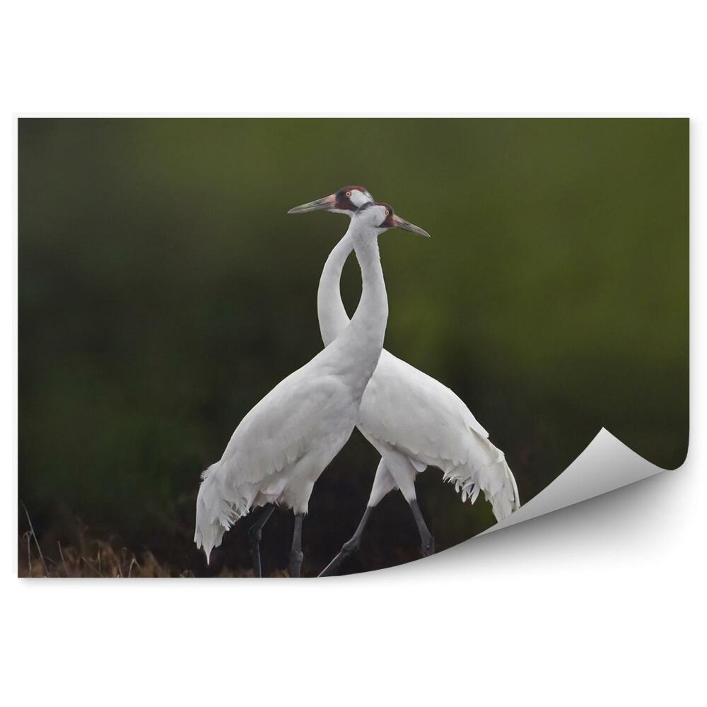 Fototapeta Dva jeřábi na louce