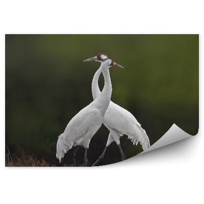 Fototapeta Dva jeřábi na louce