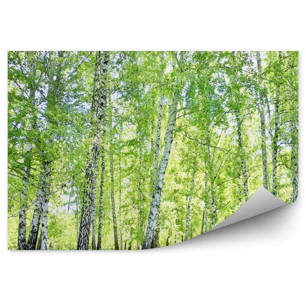 Samolepící fototapeta Březový lesní trávník