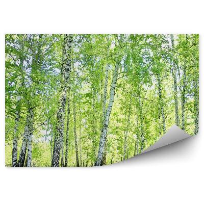 Samolepící fototapeta Březový lesní trávník