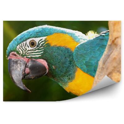 Fototapeta na zeď Ara na větvi zblízka