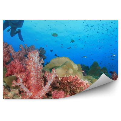 Fototapeta na zeď Potápěč korálový útes ryby voda